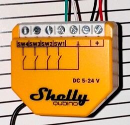 shelly